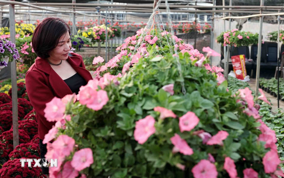 Khách tham quan, mua sắm tại làng hoa Xuân Quan những ngày cận Tết. (Ảnh: Trần Việt/TTXVN)