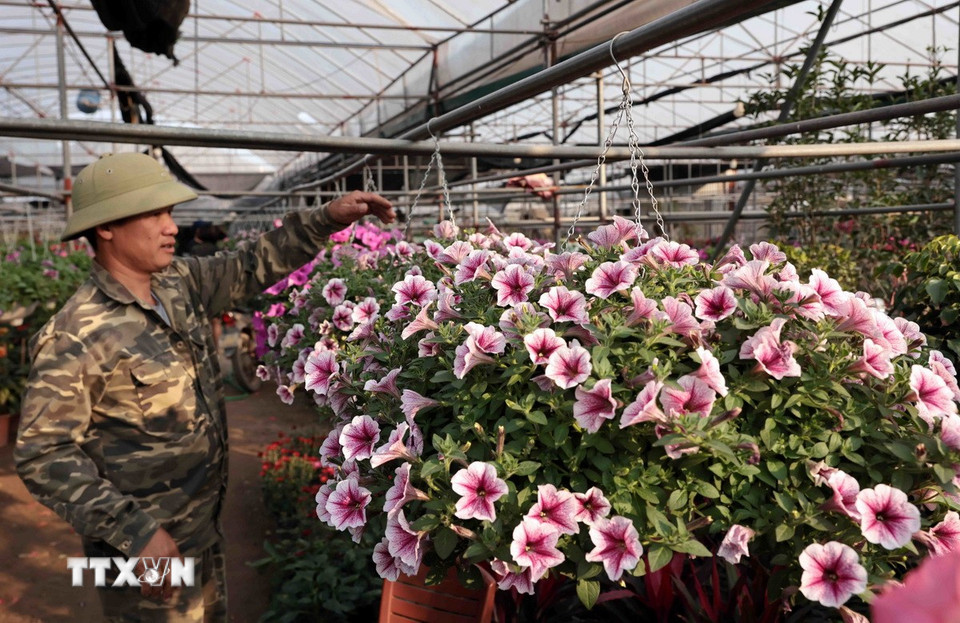 Chủ vườn chỉnh trang chậu hoa treo Dạ Yến Thảo. (Ảnh: Trần Việt/TTXVN)