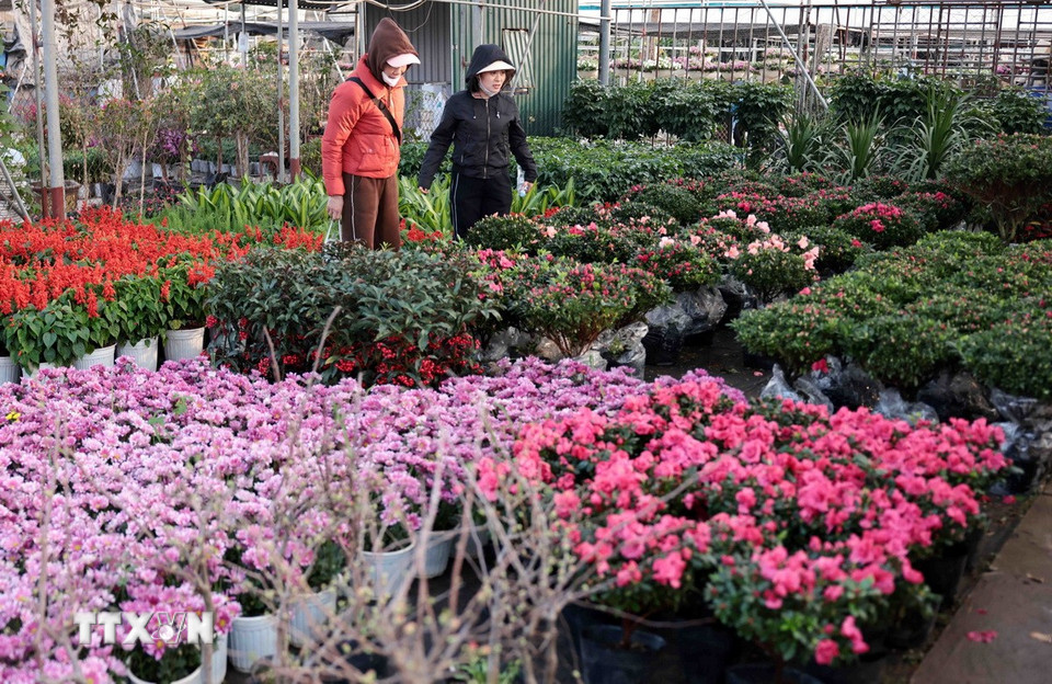Khách tham quan, mua sắm tại làng hoa Xuân Quan những ngày cận Tết. (Ảnh: Trần Việt/TTXVN)