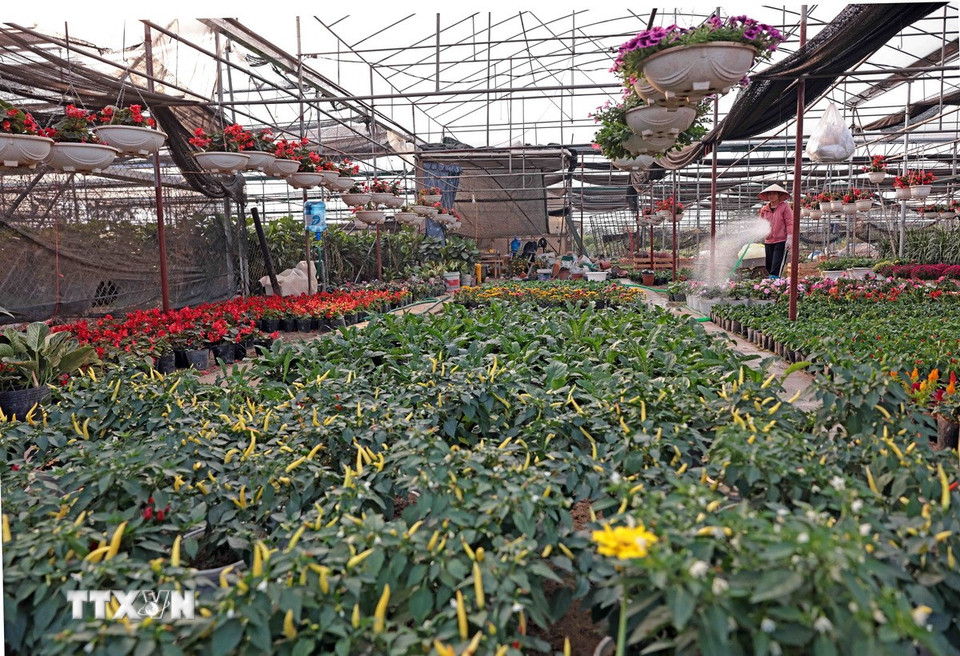 Đa dạng các loại hoa ở làng hoa Xuân Quan những ngày cận Tết. (Ảnh: Trần Việt/TTXVN)