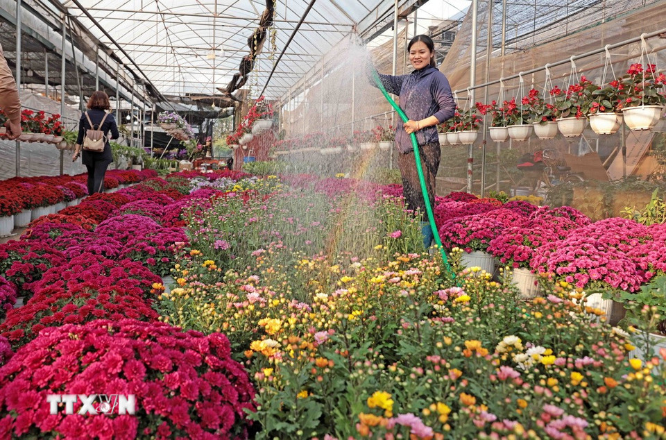 Chủ vườn chăm sóc để hoa luôn tươi. (Ảnh: Trần Việt/TTXVN)