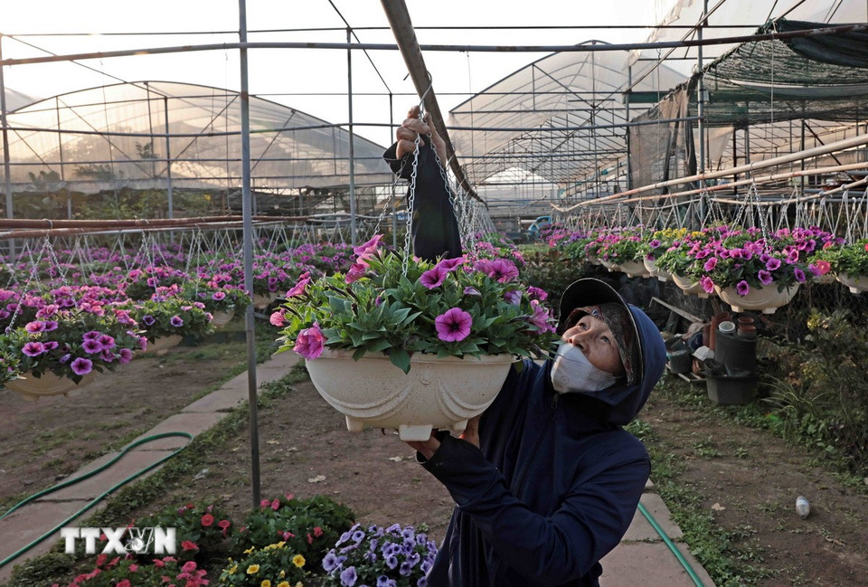 Hoa được treo ngay ngắn để khách dễ lựa chọn. (Ảnh: Trần Việt/TTXVN)