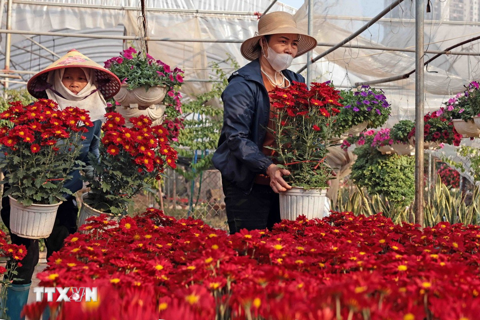 Rực rỡ làng hoa Xuân Quan những ngày cận Tết. (Ảnh: Trần Việt/TTXVN)