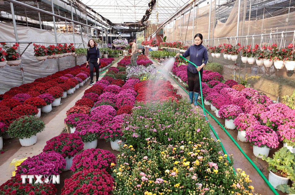 Chủ vườn chăm sóc để hoa luôn tươi. (Ảnh: Trần Việt/TTXVN)