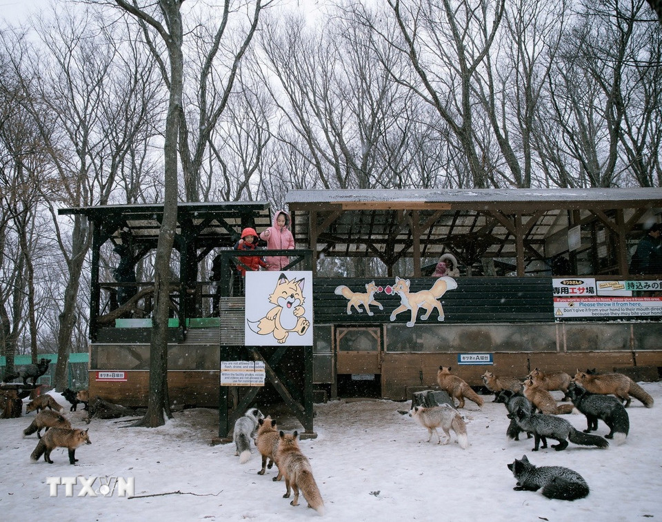 Ngôi làng đặc biệt đông khách vào mùa Đông, khi du khách có thể vừa có ngắm tuyết rơi, vừa quan sát và chụp ảnh với những chú cáo dễ thương. Du khách thoải mái cho cáo ăn tại khu vực quy định. (Ảnh: Xuân Giao/TTXVN)