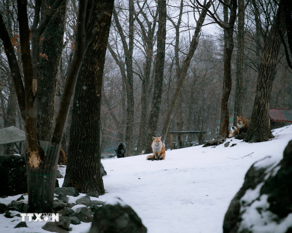 Tuyết rơi trong làng Cáo là điểm thu hút du khách vào mùa Đông. (Ảnh: Xuân Giao/TTXVN)