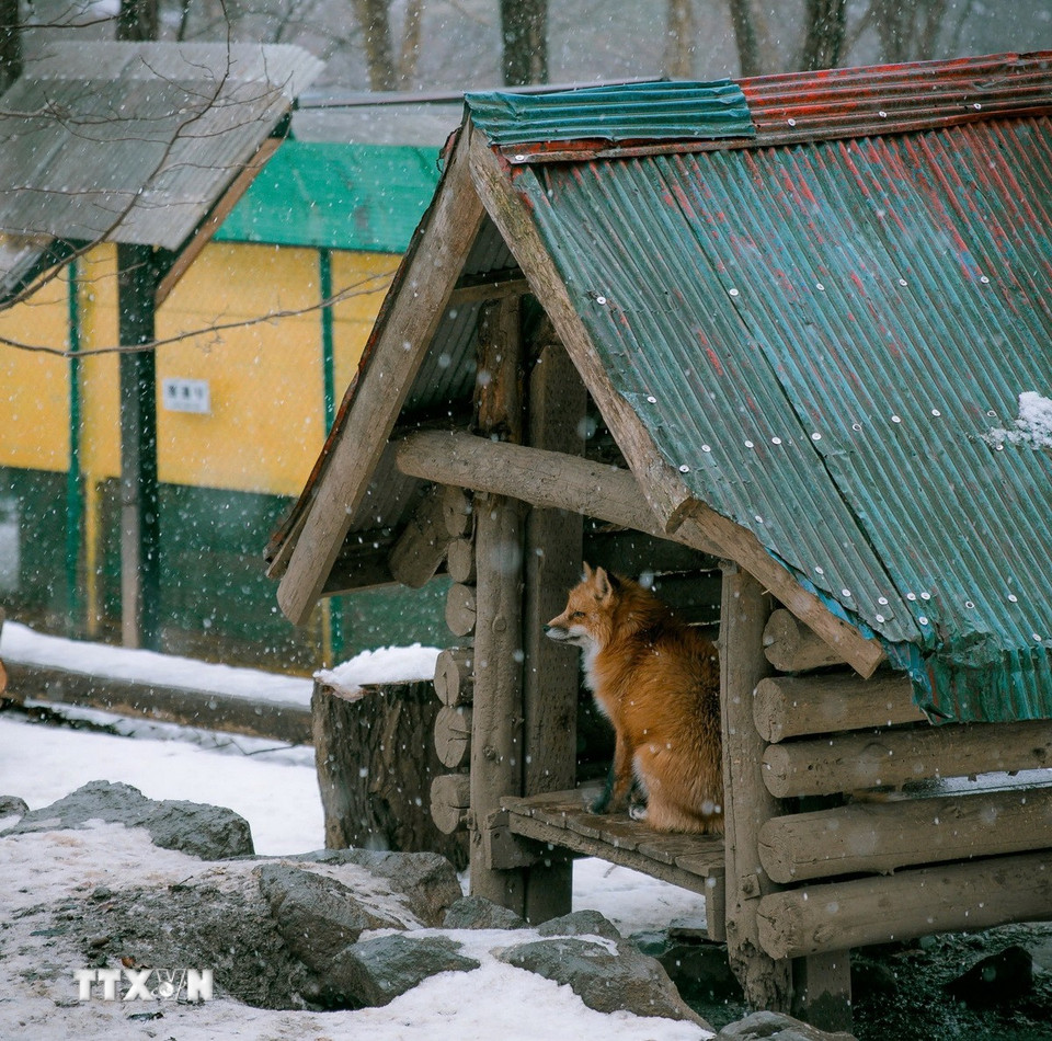 Một chú cáo tránh tuyết trong nhà. (Ảnh: Xuân Giao/TTXVN)