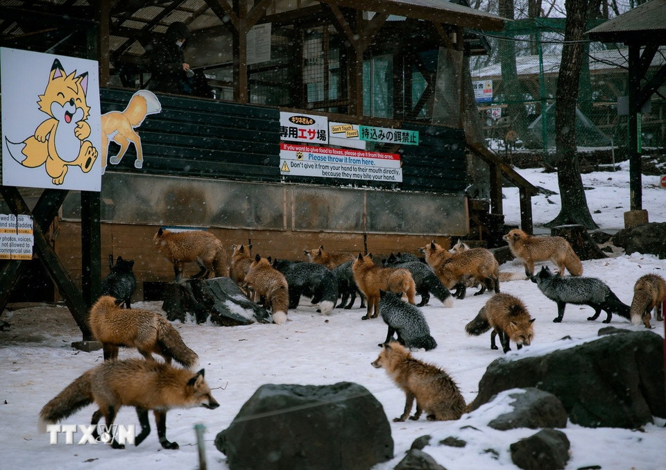 Làng Cáo (Fox Village) nằm ở núi Zao, tỉnh Miyagi, phía Đông Bắc Nhật Bản, là nơi sinh sống của hàng trăm chú cáo với nhiều chủng loại khác nhau. (Ảnh: Xuân Giao/TTXVN)