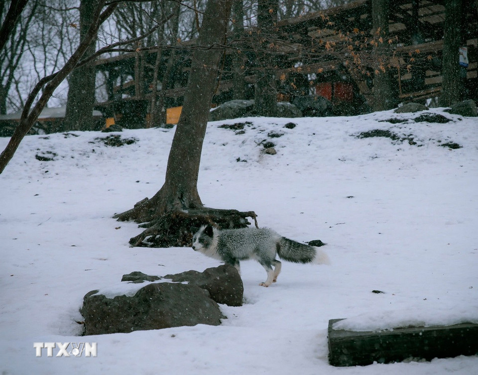 Những chú cáo nằm trên tuyết trắng là điểm nhấn vào mùa Đông của Làng Cáo (Fox Village). (Ảnh: Xuân Giao/TTXVN)