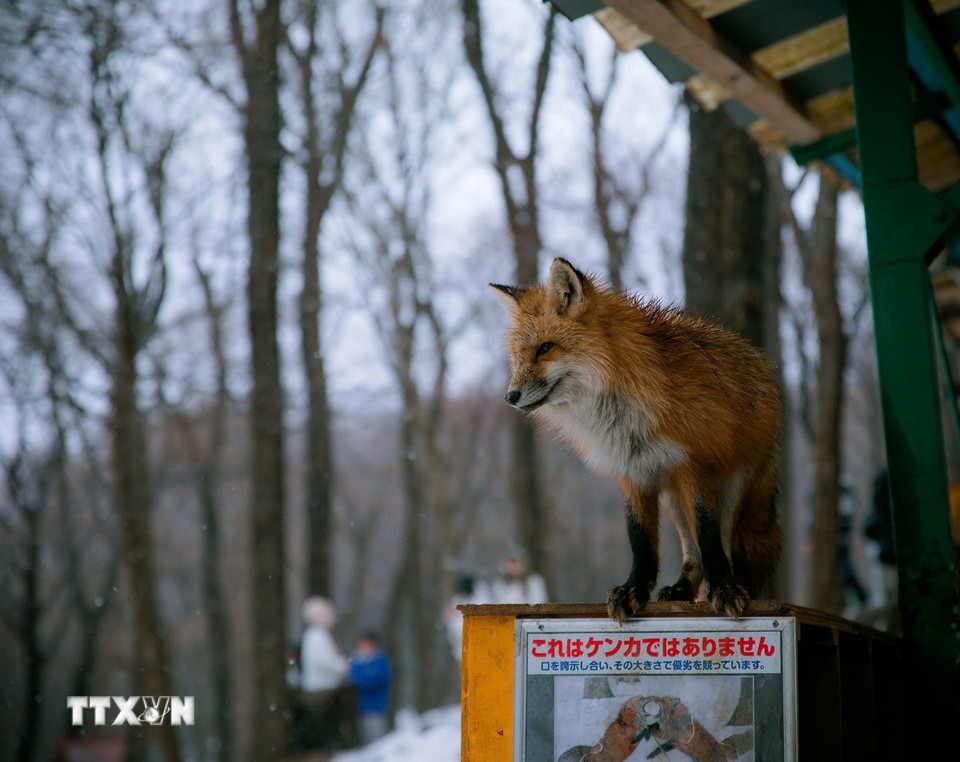 Một chú cáo đứng ngay bên hành lang đi bộ cho du khách. (Ảnh: Xuân Giao/TTXVN)