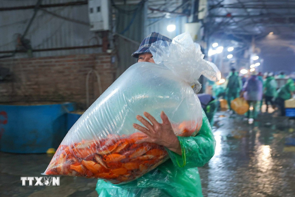 Khách chọn mua được cá chép đỏ tại chợ cá Yên Sở. (Ảnh: Hoàng Hiếu/TTXVN)