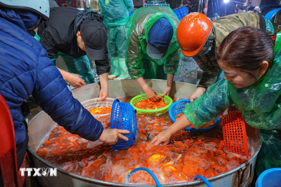 Tiểu thương tại chợ cá Yên Sở phân loại cá chép chuẩn bị cho ngày lễ ông Công, ông Táo. (Ảnh: Hoàng Hiếu/TTXVN)