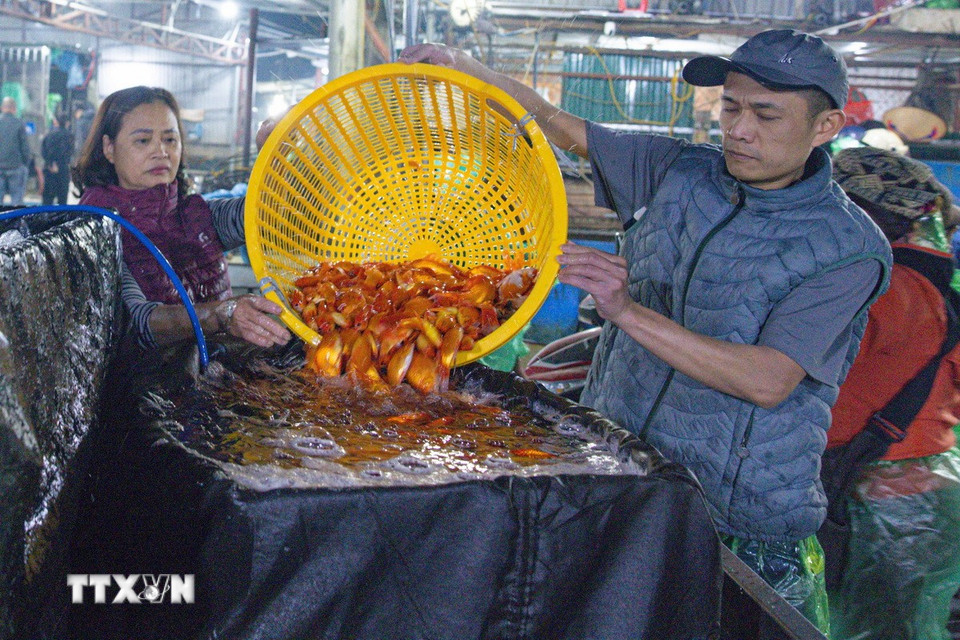 Khách chọn mua cá chép đỏ tại chợ cá Yên Sở. (Ảnh: Hoàng Hiếu/TTXVN)