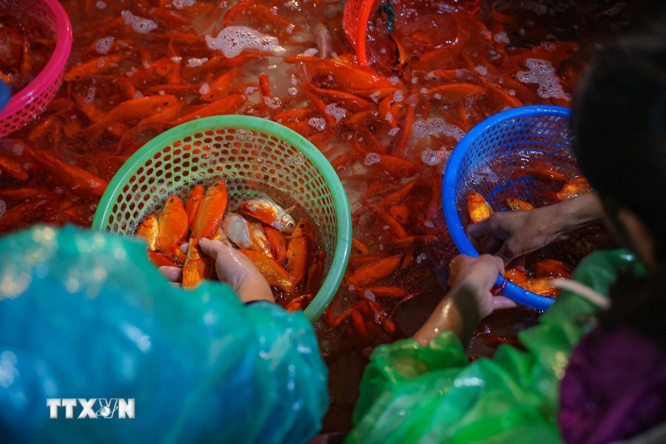 Lựa chọn cá chép tại chợ cá Yên Sở. (Ảnh: Hoàng Hiếu/TTXVN)
