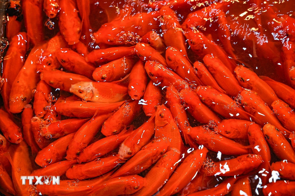 Cá chép đỏ phục vụ cho ngày lễ ông Công, ông Táo. (Ảnh: Hoàng Hiếu/TTXVN)