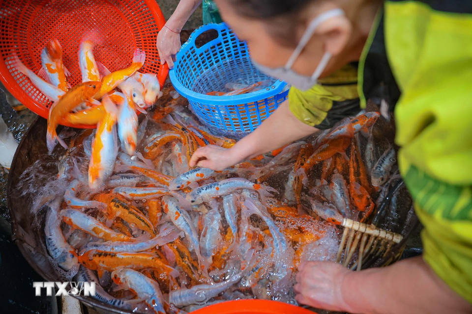 Cá chép với kích cỡ được chuẩn bị phục vụ nhu cầu khách hàng dịp lễ ông Công, ông Táo. (Ảnh: Hoàng Hiếu/TTXVN)
