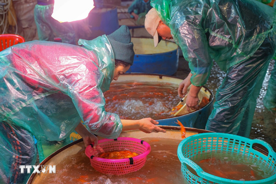 Cá chép được phân loại theo các kích cỡ thuận tiện cho người mua. (Ảnh: Hoàng Hiếu/TTXVN)