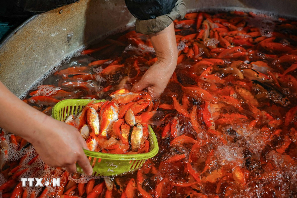 Chọn mua cá chép đỏ tại chợ cá Yên Sở. (Ảnh: Hoàng Hiếu/TTXVN)