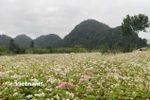 Bắt đầu từ tháng 10 cho tới tháng 12 là lúc hoa Tam Giác Mạch đua nhau khoe sắc rợp trời nơi cao nguyên đá Đồng Văn, Tuyên Quang. (Ảnh: Nguyễn Phương/Vietnam+)