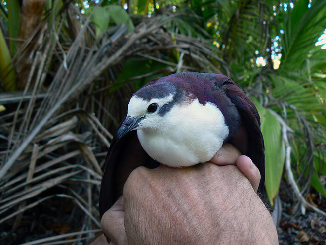 New Zealand đứng đầu thế giới về xây dựng khu bảo tồn trên đảo ảnh 1