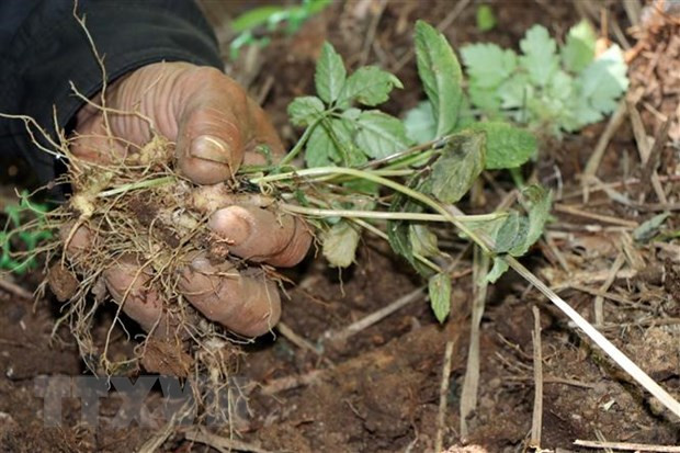 Kon Tum phấn đấu có 10.000 ha sâm Ngọc Linh vào năm 2030 ảnh 1