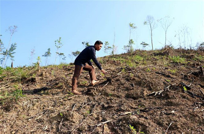 Xác minh, làm rõ trách nhiệm trong vụ phá rừng phòng hộ Lăng Chua ảnh 2