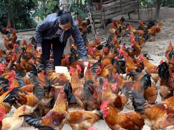 Nghệ An khẳng định không có bệnh nhân nhiễm cúm A/H5N6 ảnh 1