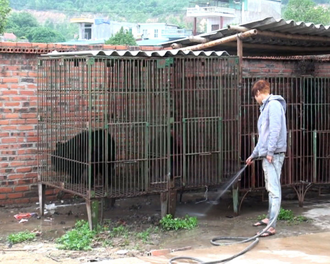 Quảng Ninh thống nhất phương án di chuyển gấu nuôi về Tam Đảo ảnh 1