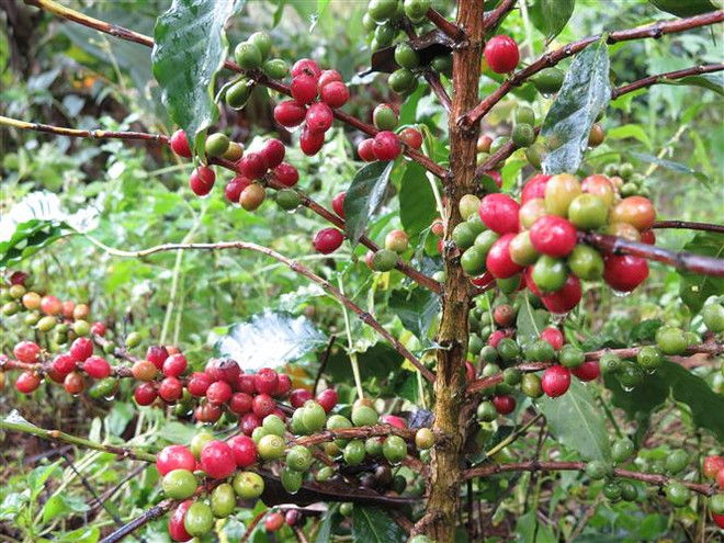 Giá gạo Ấn Độ cao nhất từ tháng 4/2021, càphê Robusta trở lại đà tăng ảnh 2