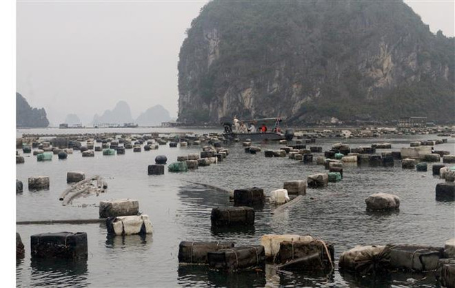 Phải thu dọn rác thải là phao xốp trên vịnh Hạ Long từ nguồn thải ảnh 1