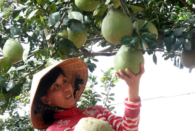 Nông dân xã Hòa Hiệp (huyện Tam Bình, Vĩnh Long) thu hoạch bưởi năm roi, một trong những cây ăn quả đặc sản của tỉnh. (Ảnh: Đình Huệ/TTXVN) ĐBSCL trồng thêm 25.000ha bưởi đặc sản phục vụ xuất khẩu ảnh 1