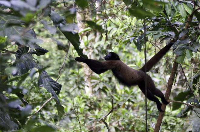 Loài khỉ nâu lông mượt tại Vườn quốc gia Yasuni ở tỉnh Orellana, Ecuador. (Nguồn: AFP/TTXVN) Wild Edens - dự án độc đáo cảnh báo mối đe dọa với hệ sinh thái ảnh 1