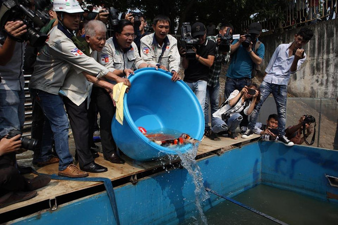 Cá Koi Nhật Bản là loại cá ưa nước sạch. (Ảnh: Sơn Bách/Vietnam+) Hà Nội: Thả cá Koi Nhật Bản xuống sông Tô Lịch và Hồ Tây ảnh 2