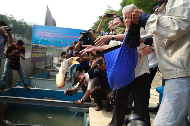 (Ảnh: Sơn Bách/Vietnam+) Hà Nội: Thả cá Koi Nhật Bản xuống sông Tô Lịch và Hồ Tây ảnh 4