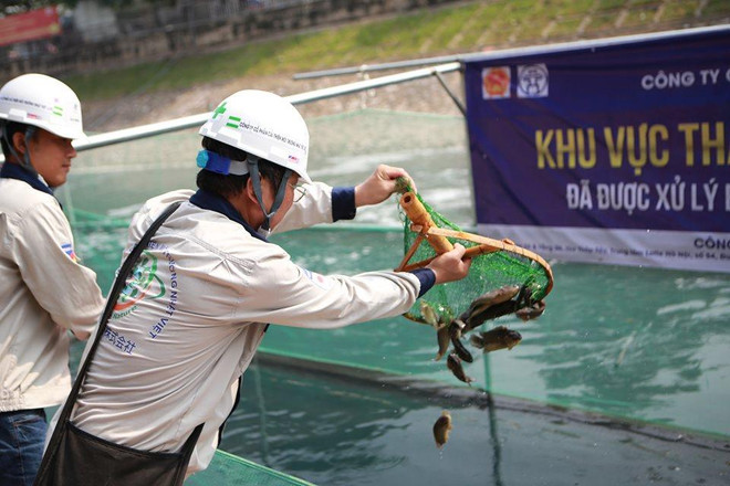 (Ảnh: Sơn Bách/Vietnam+) Hà Nội: Thả cá Koi Nhật Bản xuống sông Tô Lịch và Hồ Tây ảnh 12
