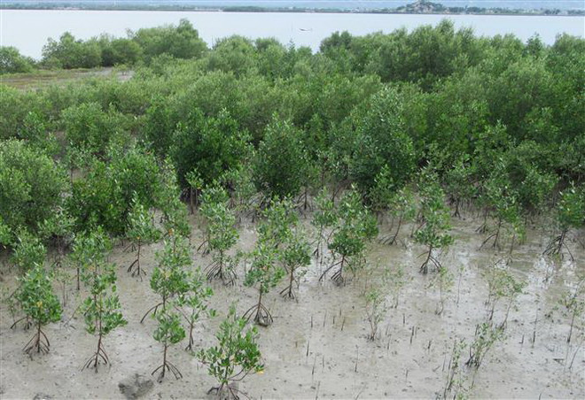 Sinh kế của con người gắn bó với hệ sinh thái rừng ảnh 2