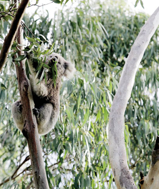 Đến đảo Phillip chứng kiến cuộc diễu hành của binh đoàn tí hon ảnh 4