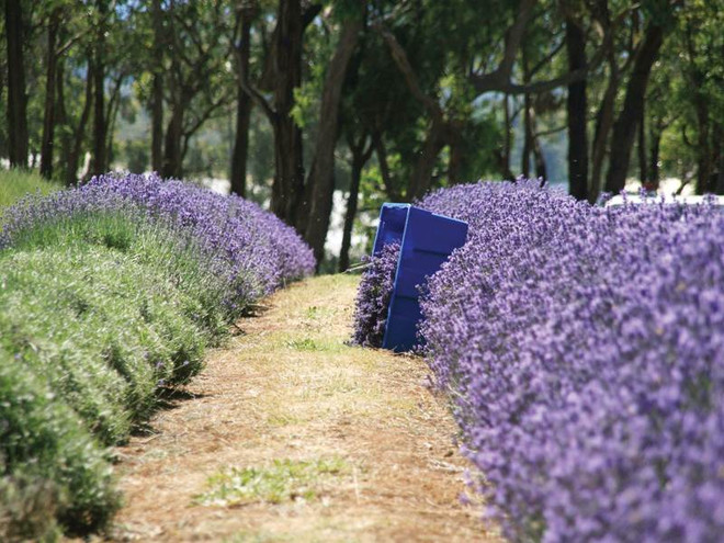 Đến đảo Phillip chứng kiến cuộc diễu hành của binh đoàn tí hon ảnh 8