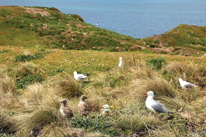 Đến đảo Phillip chứng kiến cuộc diễu hành của binh đoàn tí hon ảnh 5