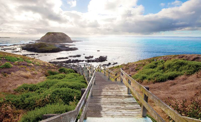 Đến đảo Phillip chứng kiến cuộc diễu hành của binh đoàn tí hon ảnh 2