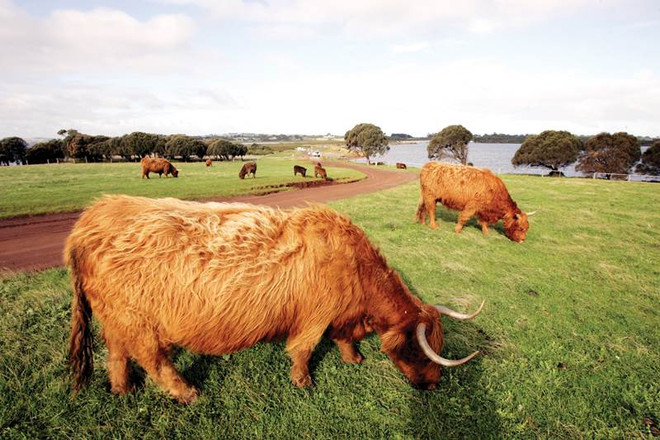 Đến đảo Phillip chứng kiến cuộc diễu hành của binh đoàn tí hon ảnh 1