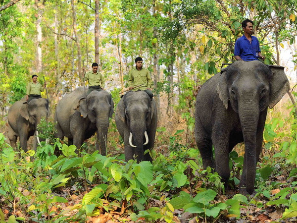 Đầu tư 74 tỷ đồng khẩn cấp bảo tồn voi rừng trên địa bàn Đồng Nai ảnh 1