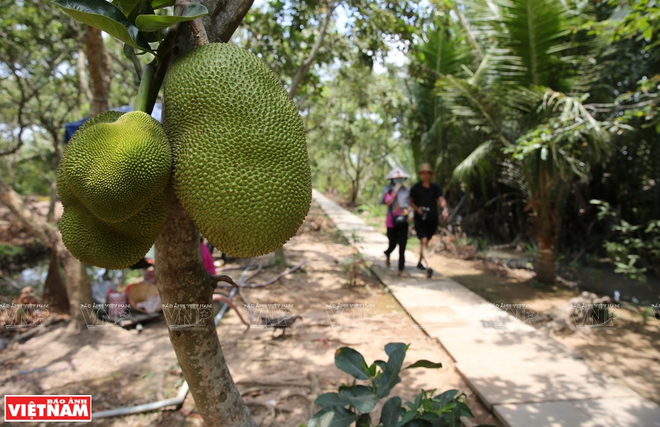 Cần Thơ phát triển du lịch sinh thái cộng đồng theo hướng bền vững ảnh 1