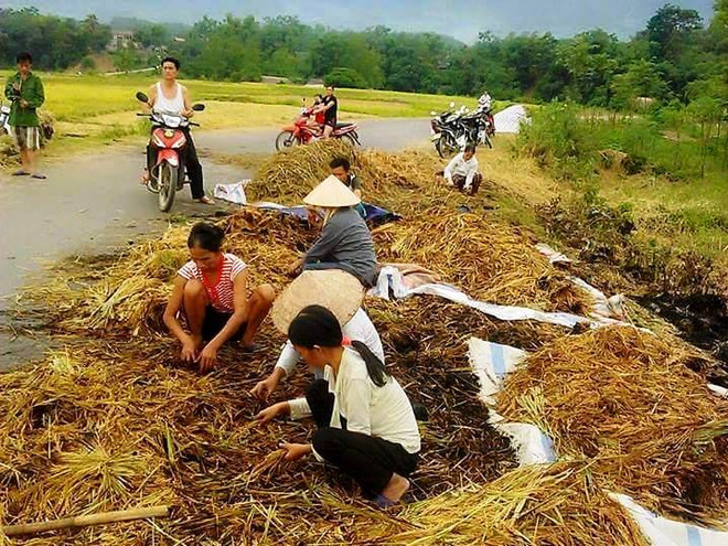 Phú Thọ: Nông dân nghèo khóc ròng vì hàng tấn lúa bị kẻ gian đốt ảnh 1
