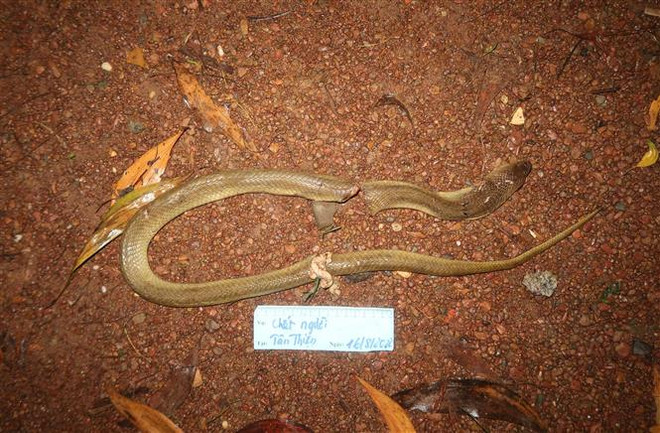 Một người tử vong do chữa rắn độc cắn bằng mẹo dân gian ảnh 1