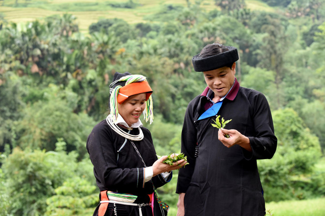 Người Dao Cao Bồ thoát nghèo từ rừng chè Shan tuyết trăm tuổi ảnh 4