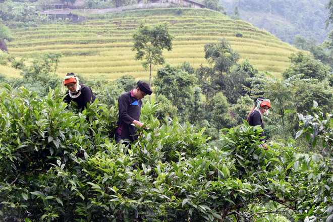 Người Dao Cao Bồ thoát nghèo từ rừng chè Shan tuyết trăm tuổi ảnh 2