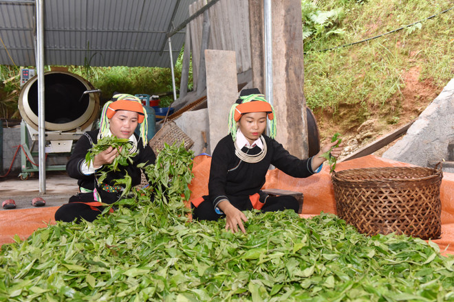 Người Dao Cao Bồ thoát nghèo từ rừng chè Shan tuyết trăm tuổi ảnh 1