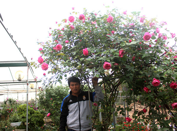 Chủ nhà vườn đam mê sưu tầm giống hồng giá bạc triệu ảnh 1