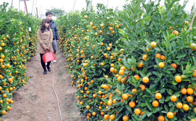Thị trường đào, quất Tết: Nhà vườn "ngóng" người mua ảnh 1